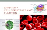 CHAPTER 7 CELL STRUCTURE AND FUNCTION. 7.1 LIFE IS CELLULAR.