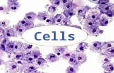 Cells. Essential Question: What are cells and how are they organized? Vocabulary: cellprokaryotes organismeukaryotes unicellularautotrophic multicellularheterotrophic.