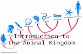 Introduction to the Animal Kingdom. Introduction to the Animal Kingdom Animals are multicellular eukaryotic heterotroph whose cells lack cell walls, digestion.