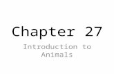 Chapter 27 Introduction to Animals. I. Characteristics of Animals A. Heterotrophy Unable to make food Food is eaten and then digested in a cavity inside.