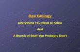 Bee Biology Everything You Need to Know And A Bunch of Stuff You Probably Don’t.