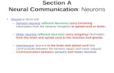 Section A Neural Communication: Neurons Neuron a nerve cellNeuron –Sensory neurons (afferent Neurons) carry incoming information from the sensory receptors.