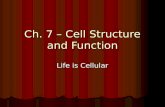 Ch. 7 – Cell Structure and Function Life is Cellular.