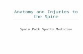Anatomy and Injuries to the Spine Spain Park Sports Medicine.