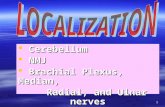 1  Cerebellum  NMJ  Brachial Plexus, Median, Radial, and Ulnar nerves Radial, and Ulnar nerves.