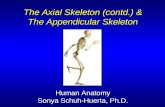 The Axial Skeleton (contd.) & The Appendicular Skeleton Human Anatomy Sonya Schuh-Huerta, Ph.D.