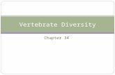 Chapter 34 Vertebrate Diversity. Chordate Phylogeny.