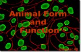 Animal Form and Function Chapter 40. Fate of Embryonic Cell Layers.