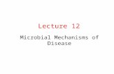 Lecture 12 Microbial Mechanisms of Disease. Normal Flora of Human Body Normal flora: population of microorganisms routinely found growing on the body.