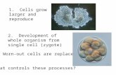3. Worn-out cells are replaced. 1. Cells grow larger and reproduce 2. Development of whole organism from single cell (zygote) What controls these processes?