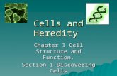 Cells and Heredity Chapter 1 Cell Structure and Function. Section 1-Discovering Cells.