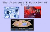 The Structure & Function of Cells The Cell is the basic functional unit of ALL living things. There are 2 basic categories of cells: 1. Eukaryotic Cells=