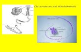 Chromosomes and Mitosis/Meiosis. Info. On Chromosomes Vocabulary 1. Chromatin: DNA and Protein DNA existing as thin, uncoiled strands This looks like.