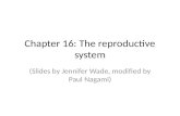Chapter 16: The reproductive system (Slides by Jennifer Wade, modified by Paul Nagami)