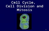 1 Cell Cycle, Cell Division and Mitosis. 2 Phases of the Cell Cycle The cell cycle consists of – Interphase – normal cell activity – The mitotic phase.