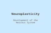 Neuroplasticity Development of the Nervous System.