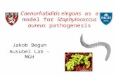Caenorhabditis elegans as a model for Staphylococcus aureus pathogenesis Jakob Begun Ausubel Lab - MGH.