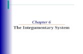 Chapter 6 The Integumentary System. Integumentary System ï‚· Skin (cutaneous membrane) ï‚· Skin derivatives ï‚· Sweat glands ï‚· Oil glands ï‚· Hairs ï‚· Nails