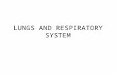 LUNGS AND RESPIRATORY SYSTEM. Lung Physical exam: 1- Inspection 2- Palpation 3- Percussion.