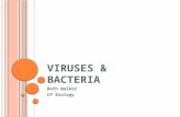 VIRUSES & BACTERIA Beth Walker CP Biology. VIRUSES A. What are the basic characteristics of viruses? smaller than bacteria non-living only reproduce in.