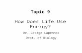 Topic 9 How Does Life Use Energy? Dr. George Lapennas Dept. of Biology.