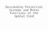 Descending Projection Systems and Motor Functions of the Spinal Cord.
