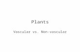 Plants Vascular vs. Non-vascular. Definition Vascular plants = contain tubelike, elongated cells through which water, food, and other materials are transported.