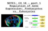 NOTES: CH 18 – part 1 Regulation of Gene Expression: Prokaryotes vs. Eukaryotes.