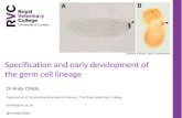 Specification and early development of the germ cell lineage Dr Andy Childs Department of Comparative Biomedical Sciences, The Royal Veterinary College.