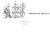 Keystone Review Genetics DNA. Homozygous—both alleles the same Heterozygous—each allele different.