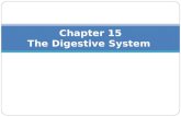 Chapter 15 The Digestive System. The Digestive System Alimentary canal or GI tract Extends from mouth to anus—9 m (29 feet) Involved in digestion, absorption.