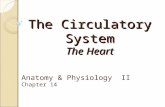The Circulatory System The Heart Anatomy & Physiology II Chapter 14.
