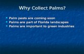 Why Collect Palms? Palm pests are coming soon Palm pests are coming soon Palms are part of Florida landscapes Palms are part of Florida landscapes Palms.