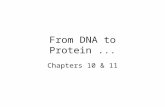 From DNA to Protein... Chapters 10 & 11. Overview Review of DNA & RNA Transcription & Translation Gene Mutations Controls over Genes.