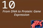 From DNA to Protein: Gene Expression 10. Chapter 10 From DNA to Protein: Gene Expression Key Concepts 10.1 Genetics Shows That Genes Code for Proteins.