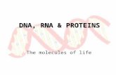 DNA, RNA & PROTEINS The molecules of life. Overview: Life’s Operating Instructions In 1953, James Watson and Francis Crick (and others acknowledged and.