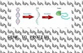 GENE TO PROTEIN Transcription and Translation. DNA determines your unique characteristics. A Review… DNA is the instructions for making proteins. Proteins.