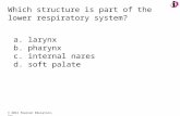 © 2012 Pearson Education, Inc. Which structure is part of the lower respiratory system? a. larynx b. pharynx c. internal nares d. soft palate.