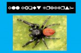 All About Spiders!. What is a Spider? A spider is not an insect. Spiders are arachnids. Arachnids are a class of animals that have eight legs. Insects.