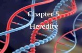 Chapter 5 Heredity. Define heredity. The passing of traits from parent to offspring.