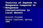 Toxicity of Daphnia to Manganese Compared to Manganese Concentrations in Local Waters Kristel Fijolek Senior Capstone, Spring 2005.