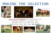 Selective breeding—The selection of certain seeds or animals for reproduction so that the next generation has the same desirable traits.