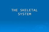 THE SKELETAL SYSTEM. The Skeletal System  The skeleton is a framework of bones held together by _________ to form movable _________. There are 206 bones.