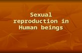 Sexual reproduction in Human beings. Learning outcomes Identify on diagrams of the male reproductive system and give the functions of testes, scrotum,