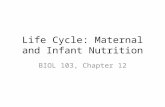 Life Cycle: Maternal and Infant Nutrition BIOL 103, Chapter 12.
