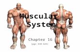 Muscular System Chapter 16 (pgs 310-324). Muscular System Muscles responsible for all types of body movement 3 basic muscle types found in body: Cardiac.