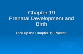 Chapter 19 Prenatal Development and Birth Pick up the Chapter 19 Packet.