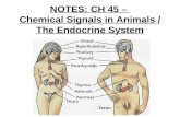 NOTES: CH 45 – Chemical Signals in Animals / The Endocrine System.