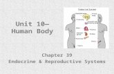 Unit 10— Human Body Chapter 39 Endocrine & Reproductive Systems.