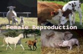 F EMALE R EPRODUCTION Job of the female reproduction system: Produce an fertile egg Produce hormones Reset the ovulation cycle Transport the egg and sperm.